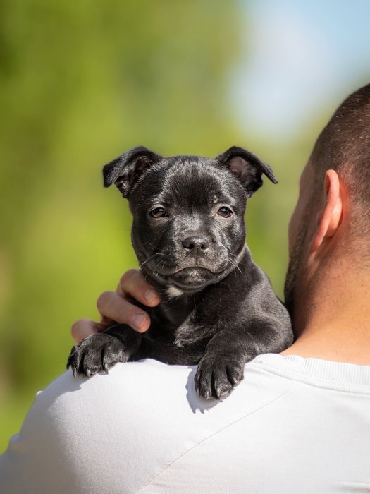 Staffordshire Bull Terrier - Suczka  FCI