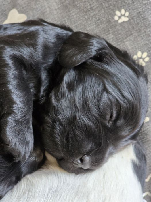 Cocker spaniel angielski
