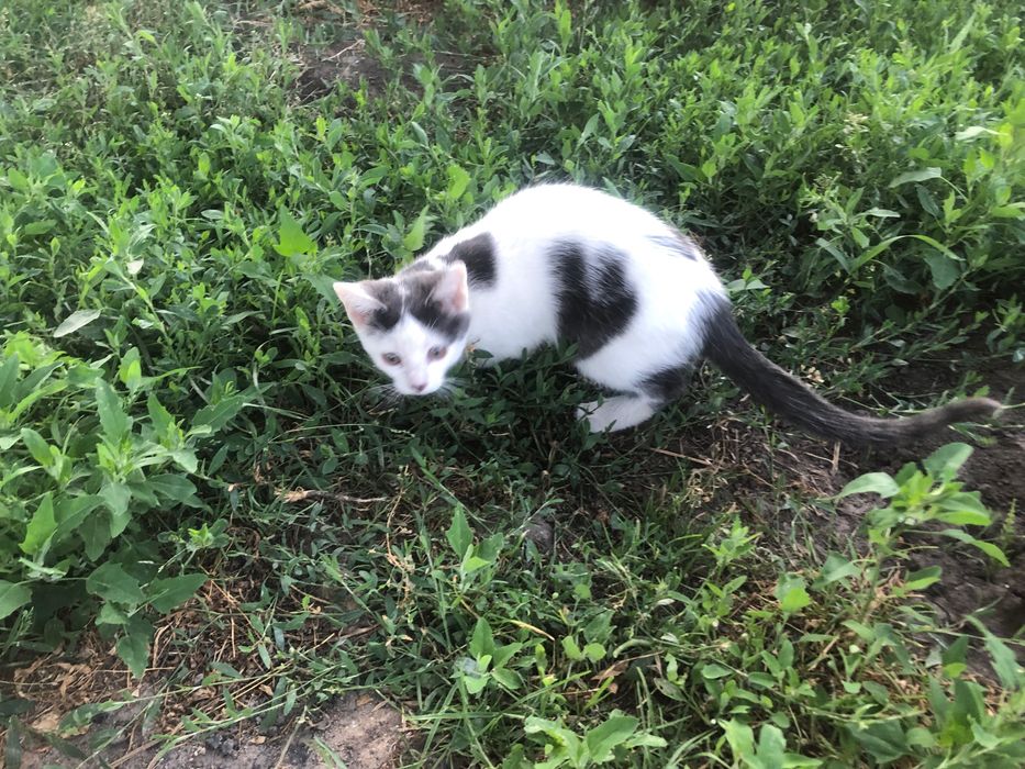 Прилаштовується кошеня хлопчик
