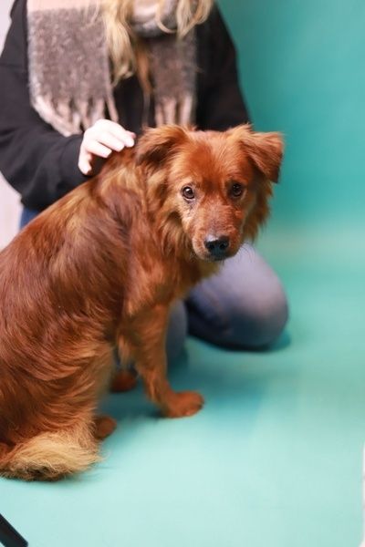 Łagodny i wrażliwy psiak szuka kochającego opiekuna, do adopcji