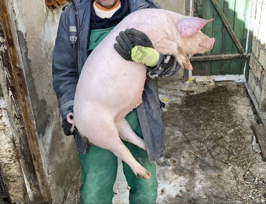 Продам поросят 2 місяці