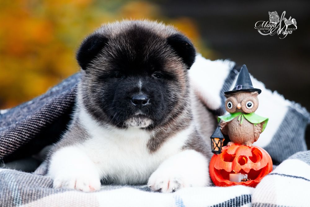 Американська акіта/ американская акита/ american akita