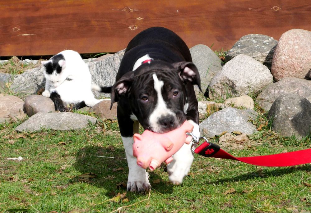 American Staffordshire Terrier ZKwP Amstaff FCI, piękny , mocny piesek