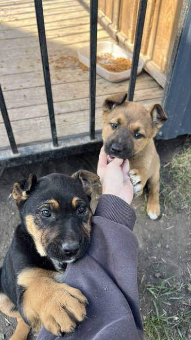 Віддамо 2 красунечок в добрі руки , бажанно в одні