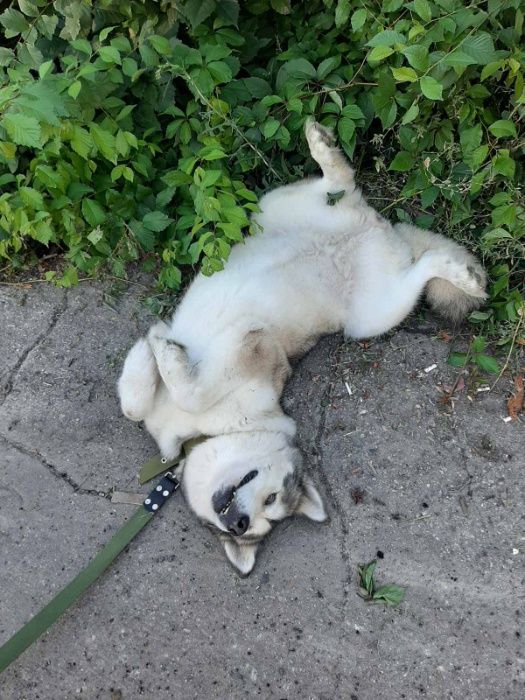 Перетримка собак .