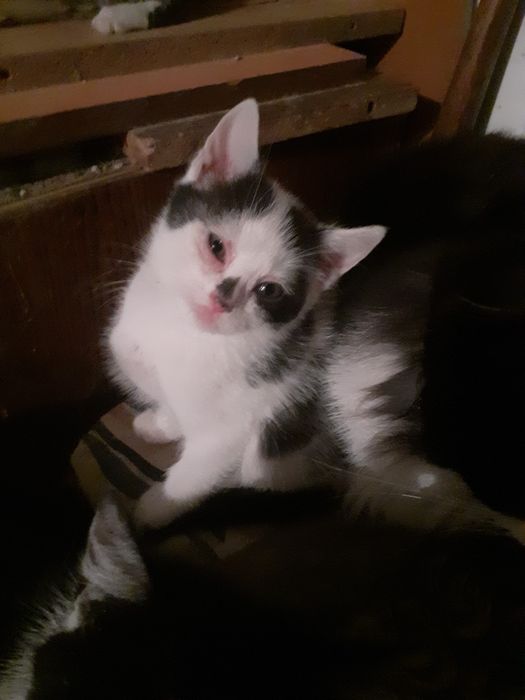 Віддам в добрі руки