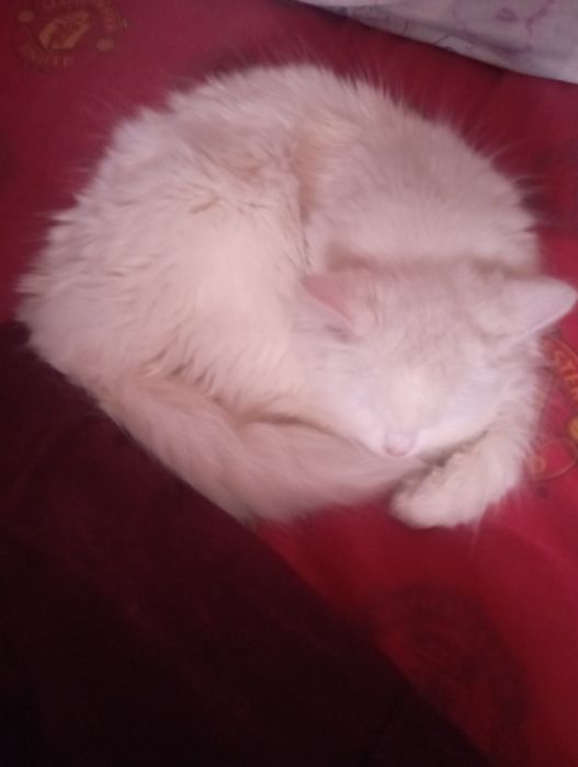 Вітдам.Шукаємо нових чи старших хозяєвов