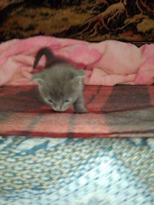 Котята (две девочки)