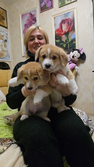 Корги милашки с документами КСУ