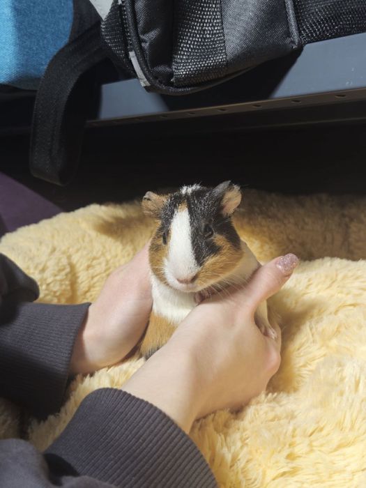 Милі морські свинки