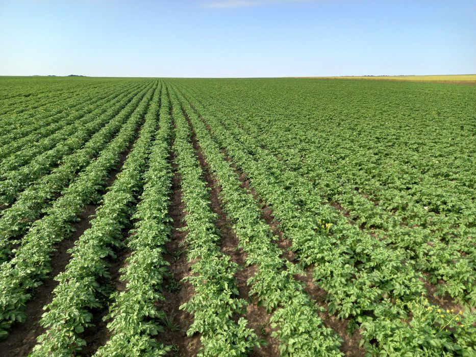 Картопля насіння картоплі