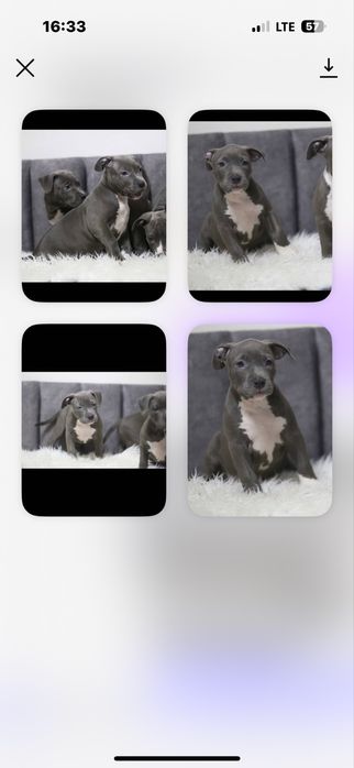 Дівчинка Амстафф