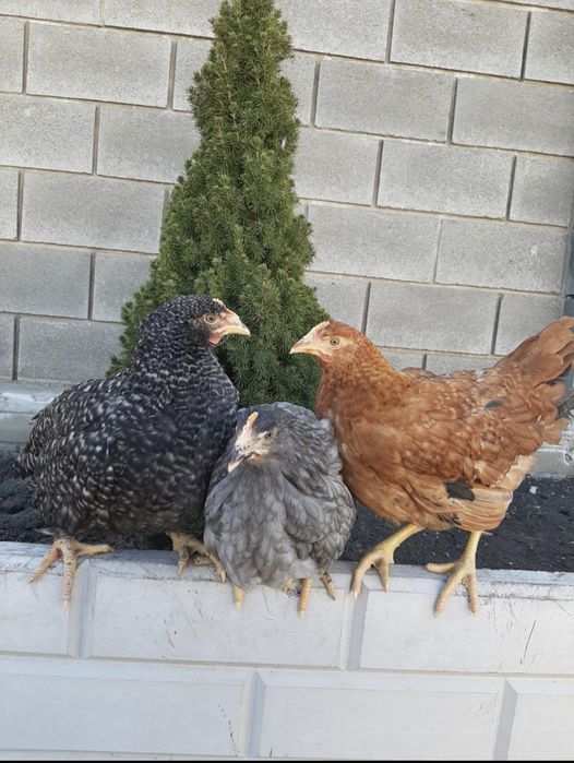 Кури домінант курочки