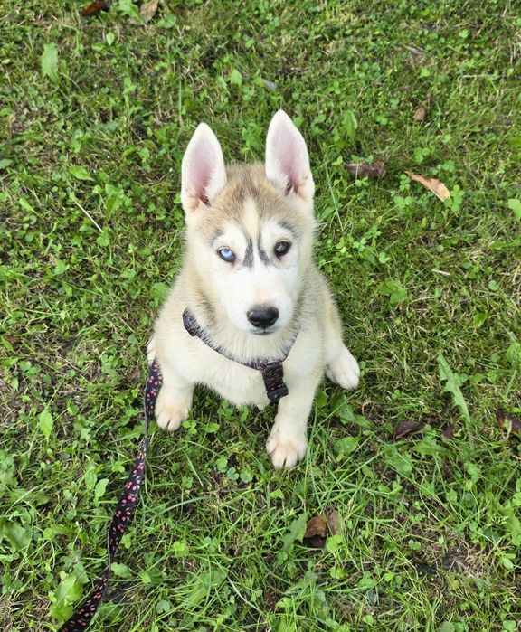 Siberian Husky- zapraszamy do zakupu pięknych maluszków :)