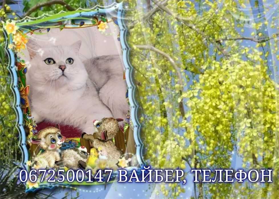Серебристо шиншилловый красавиц ждет невест.