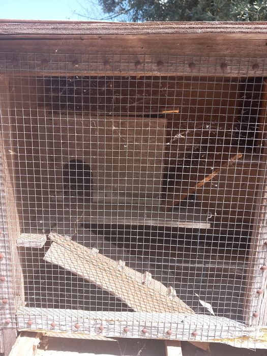 Gaiola para roedores