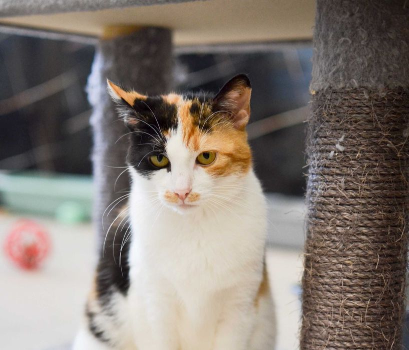 Karolinka - kocia indywidualistka szuka kochającego domu!