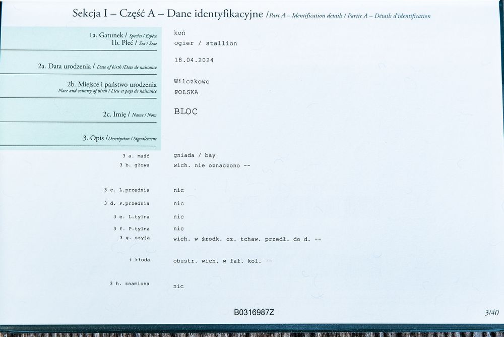 Sprzedam ogiera rasy Arden Polski