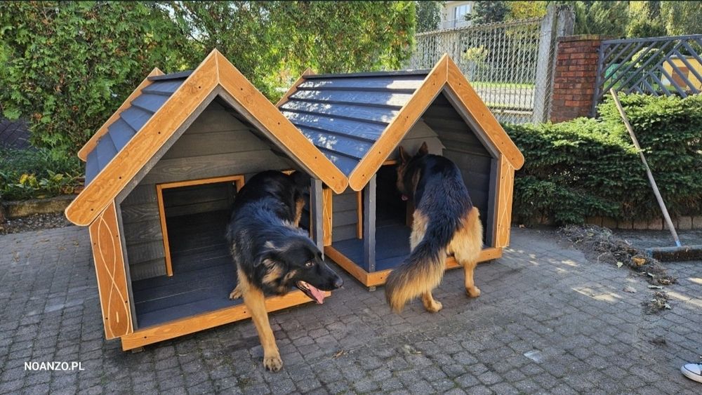 Buda dla Owczarek niemiecki owczarek kaukaski owczarek podhalański  berneński pies pasterski bernardyn  dog niemiecki mastif  nowofundland rottweiler