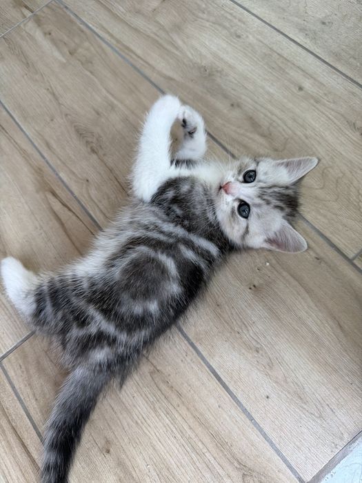 Котенята, тільки в добрі руки Мама скотіш страйт ш