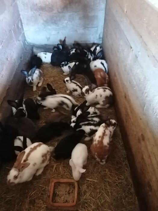 Króliki króliki króliki