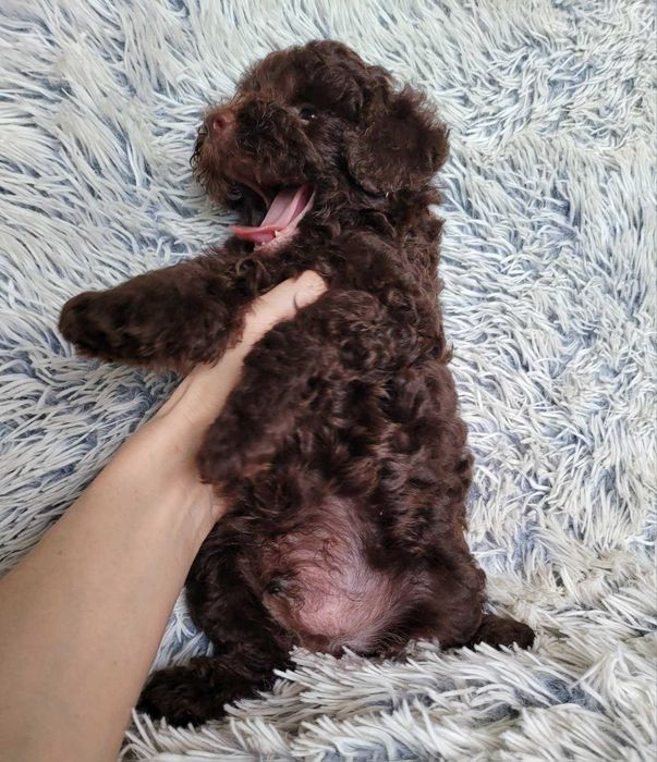 Шоколадний красунчик та наймиліший бешкетник Той ефектний шоколад.Київ