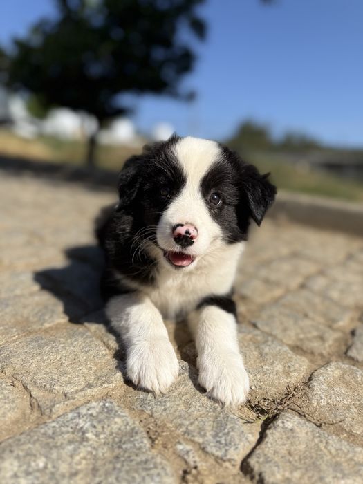 Border Collie fêmea