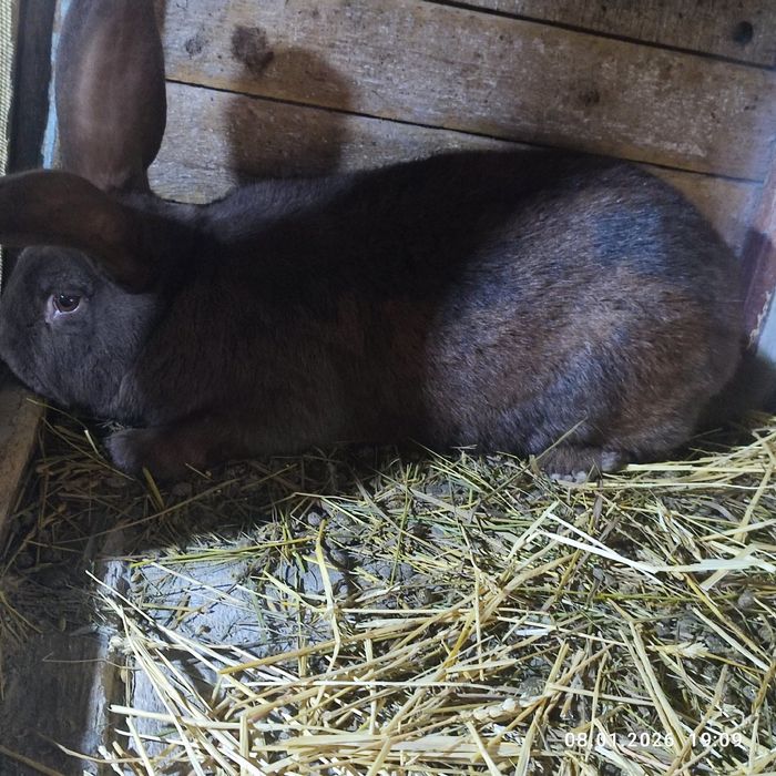 Продам кролів німецький строкатий