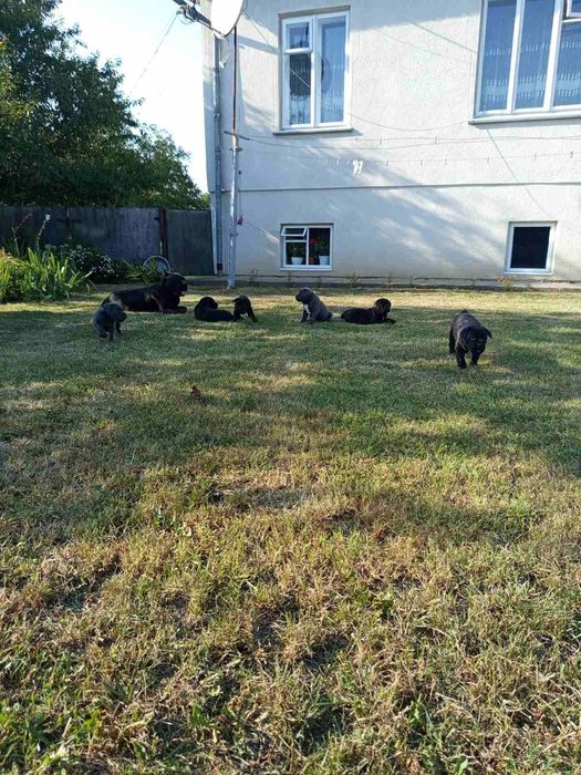 Цуценята Кане корсо