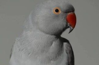 Vendo ou troco Ring Necks