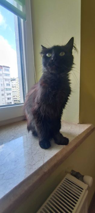 « Дуже лагідна киця шукає ДІМ. Привчена до лотка!»