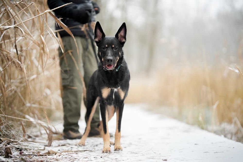 Frodo cudny psiak szuka domu