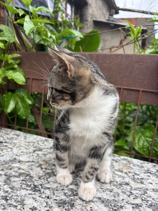 Gatinhos para adoçao