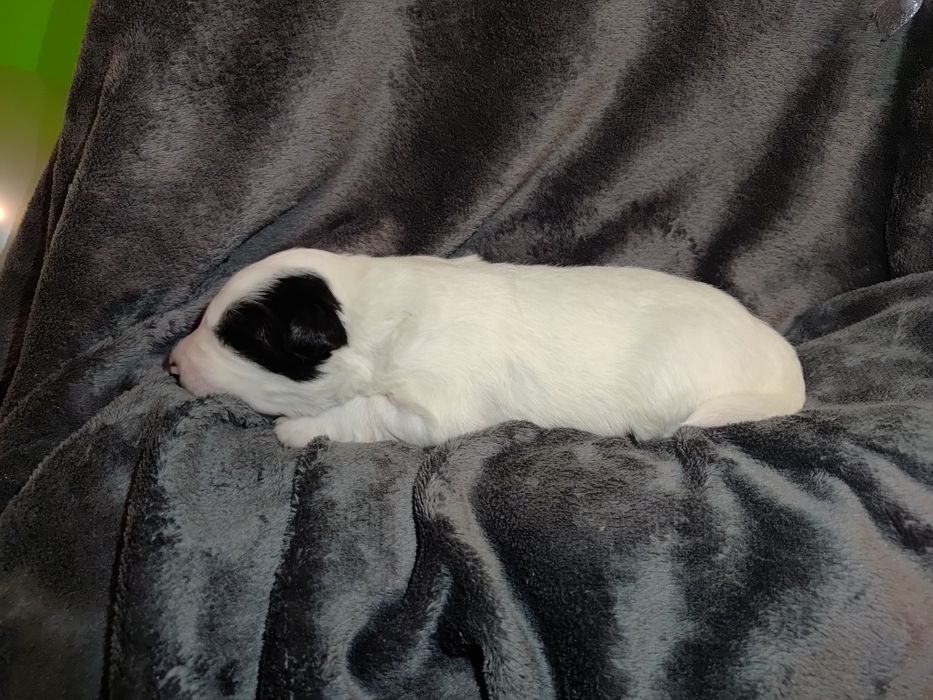 Border collie || szczeniaki — pies || Kosair Spirit