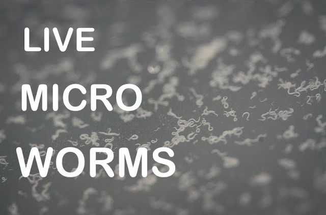 Żywy pokarm dla narybku - Węgorki "Nicienie Micro" 225 ml - wysyłka