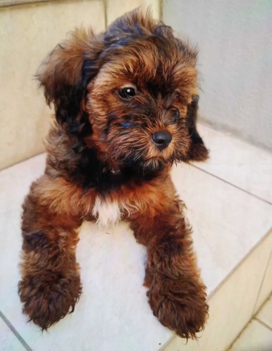 Caniche machinho