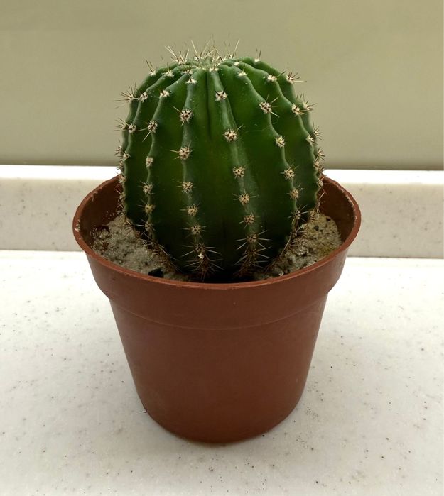 Церопегия, гинура, фиалка, руэлия, кактус