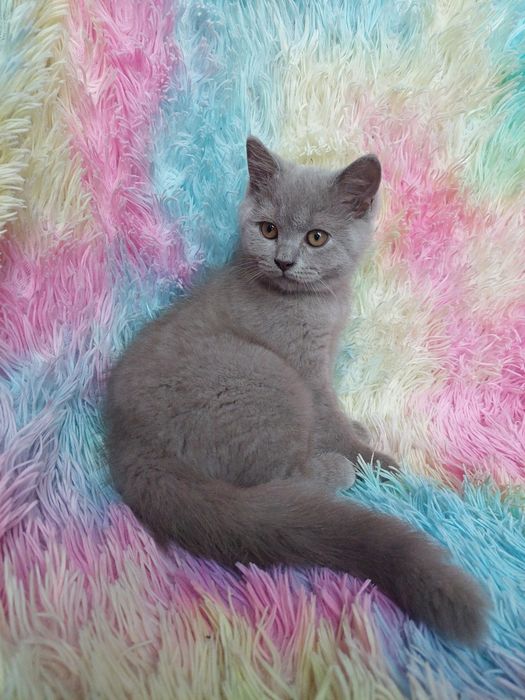 Kot brytyjski liliowy kocur