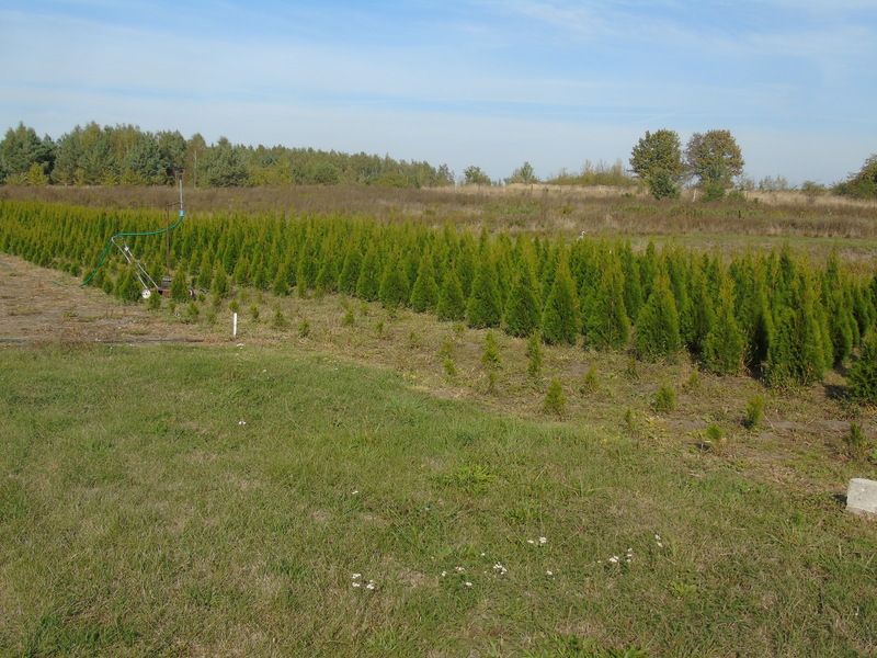 Tuja szmaragd 180-220 cm