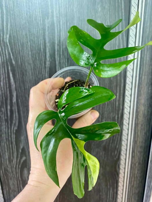 Монстера тетерасперма мініма варієгатна monstera tetrasperma minima variegatta