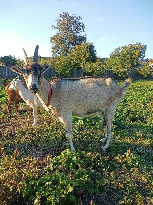 Продам дійні кози