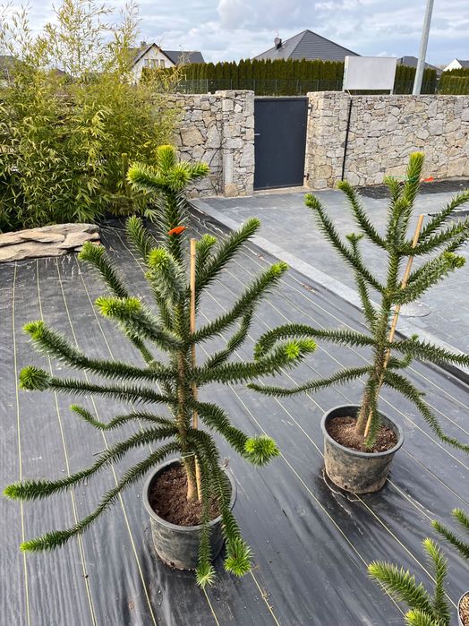 Araukaria Małpie Drzewo 130 cm wysokości