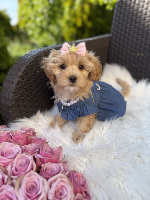 Цуценятка мальтіпу чіповані