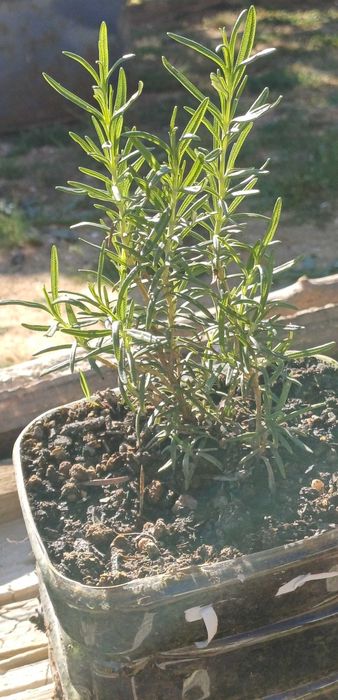 Planta Alecrim Biológico em Vaso