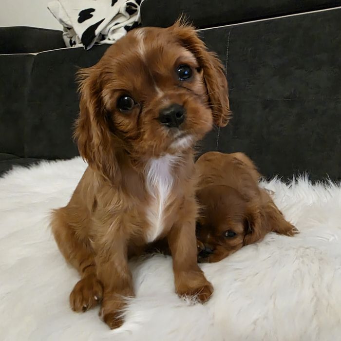 Cavalier King Charles Spaniel