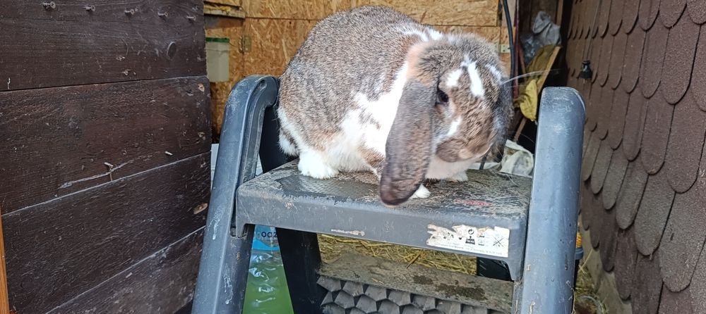 Barany francuskie samice