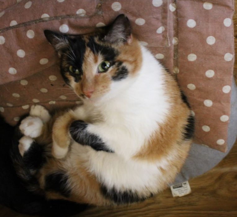 Клео 1.5 года, кошечка, милашка, спокойная