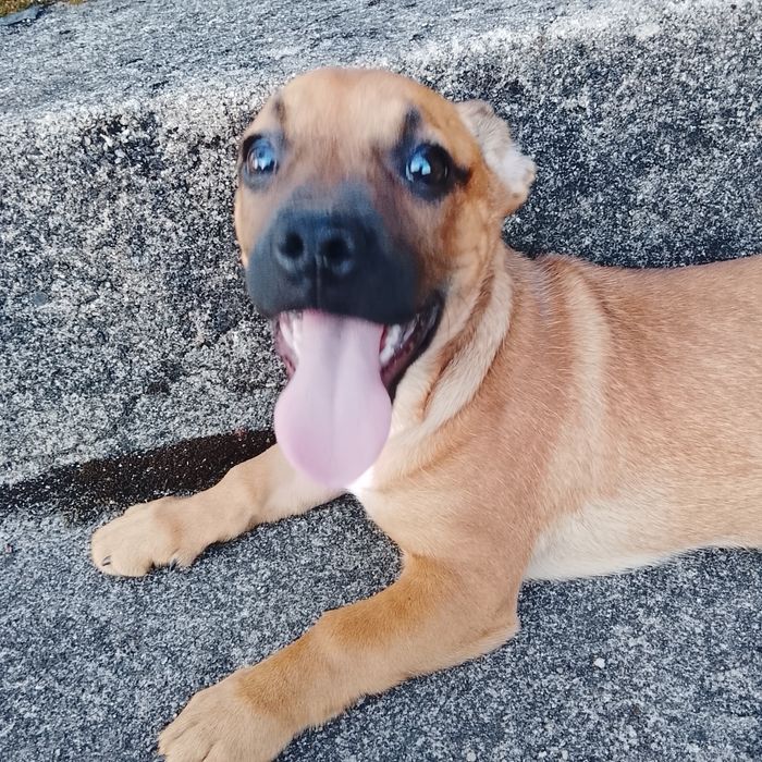 Cães para adoção