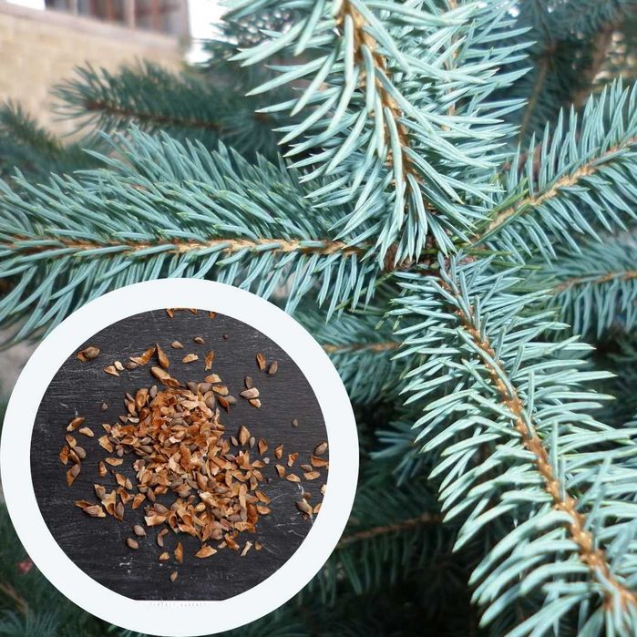 Ялина насіння (4 види) ель семена хвойних, є безкоштовна доставка