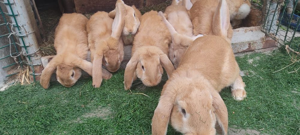 KRÓLIKI  domowe hodowlane różne rodzaje